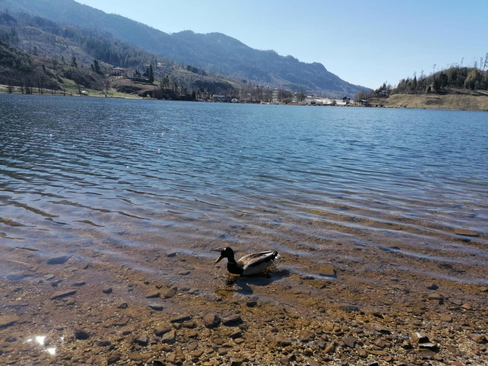 Ca' Dei Cigni Lejlighed Calceranica al Lago Eksteriør billede